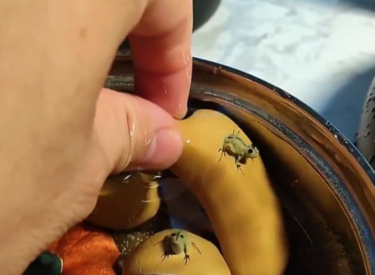 How To Make A Tea Pet Spit, Pee And Squirt And How Do They Work? Fully Explained