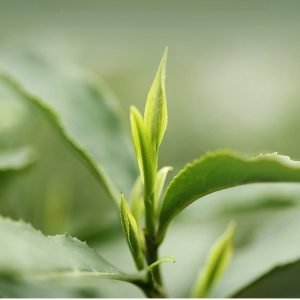 2024 Sring Authentic Ming Qian First Grade A Biluochun Tea Pi Luo Chun 140g With Simple Gift Box