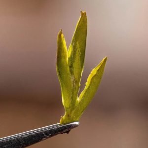 2024 Spring Gold Award Quality West Lake Dragon Well Longjing Green Tea 200g