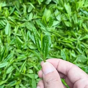 Spring 2024 Yu Qian Premium Grade 250g West Lake Meijiawu Dragon Well Longjing Green Tea