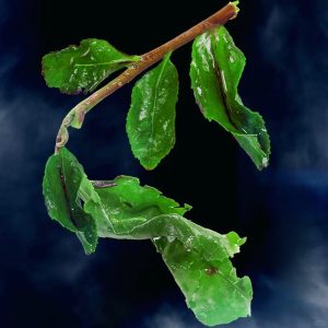 2024 Spring Premium Traditional Chinese Monkey Picked Tie Guan Yin Oolong Tea Iron Guanyin 100g