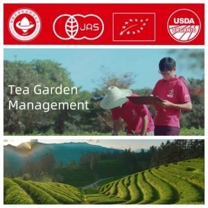 First Grade 5a 35g Wuyishan Dahongpao Tea Medium Heat Roasted Da Hong Pao Tee Mellow Taste