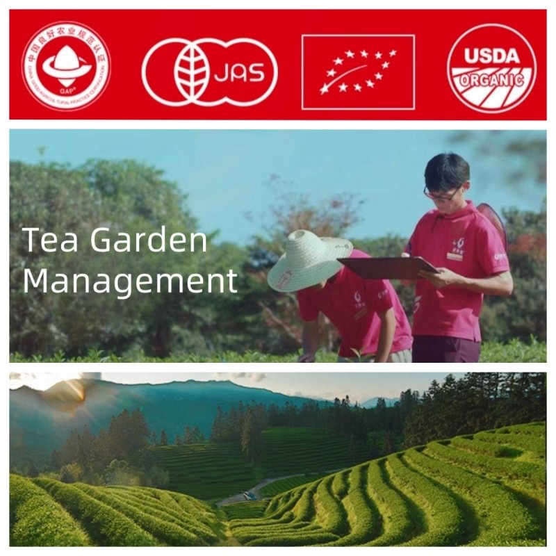 First Grade 5a 35g Wuyishan Dahongpao Tea Medium Heat Roasted Da Hong Pao Tee Mellow Taste First Grade 5a 35g Wuyishan Dahongpao Tea Medium Heat Roasted Da Hong Pao Tee Mellow Taste